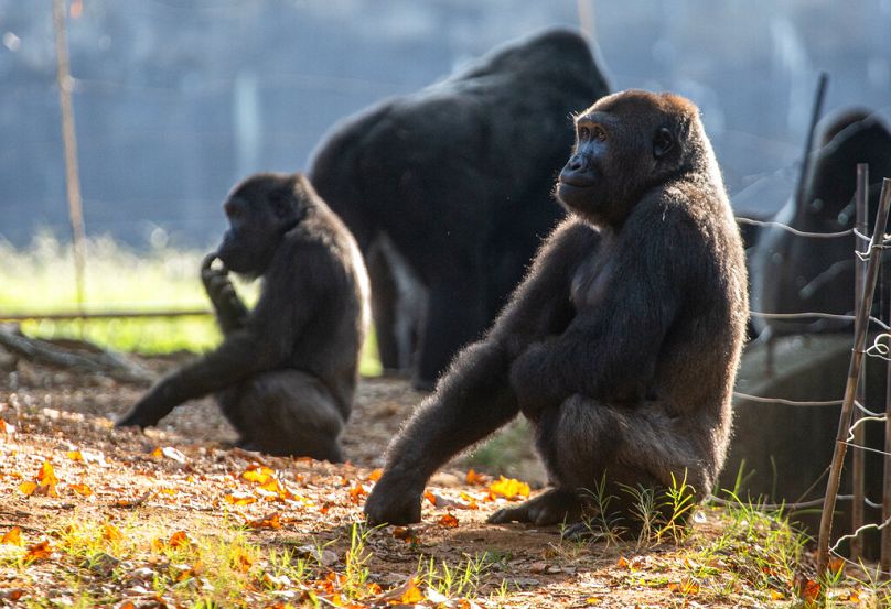 Zachodnie goryle nizinne widziane w swoim środowisku, wrzesień 2021 r