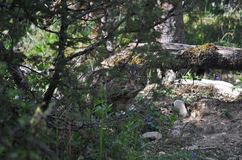 Żbik będący częścią programu hodowli zachowawczej Saving Wildcats, w ramach którego po raz pierwszy wypuszczono żbiki do Parku Narodowego Cairngorms w Szkocji w 2023 r.