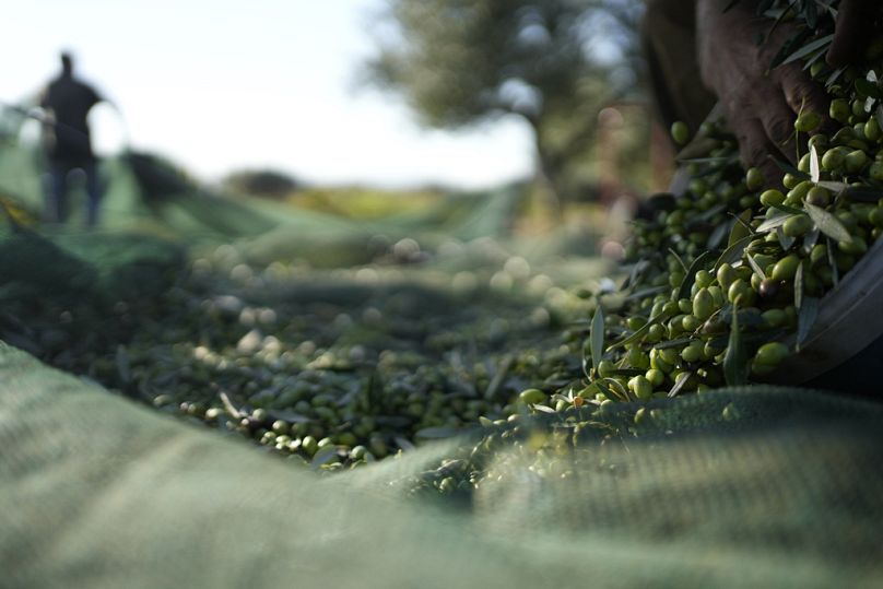 Pracownik zbiera oliwki w okresie żniw na przedmieściach Spata, na wschód od Aten, Grecja, poniedziałek, 30 października 2023 r.
