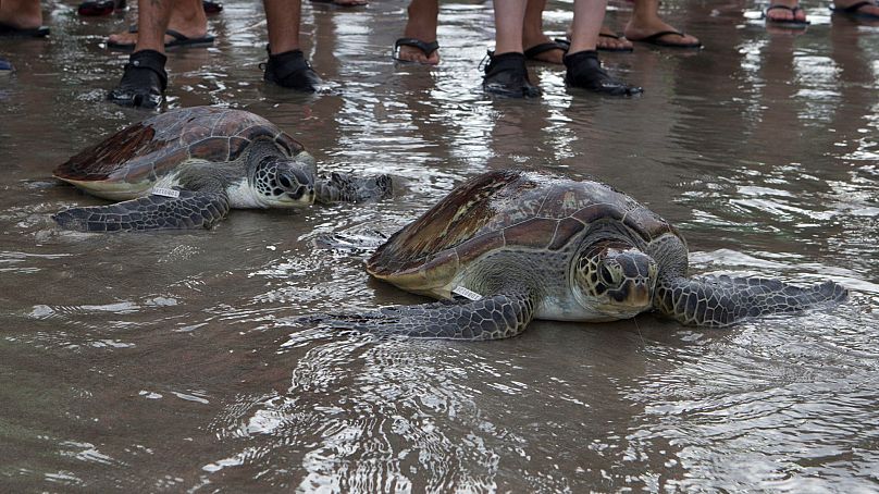 Żółwie zielone (Chelonia mydas) przedostają się do oceanu po wypuszczeniu na plaży Kuta, Bali, Indonezja, 8 stycznia 2022 r.