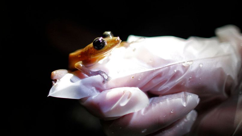 Badacz trzyma Coqui Guajon lub żabę skalną (Eleutherodactylus Cooki) w tropikalnym lesie w Patillas w Portoryko, 21 marca 2013 r.