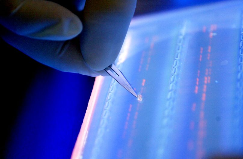 Pracownik laboratorium wycina fragment DNA w świetle UV, aby określić mutację genetyczną u pacjenta z rakiem krwi, Singapur, kwiecień 2007