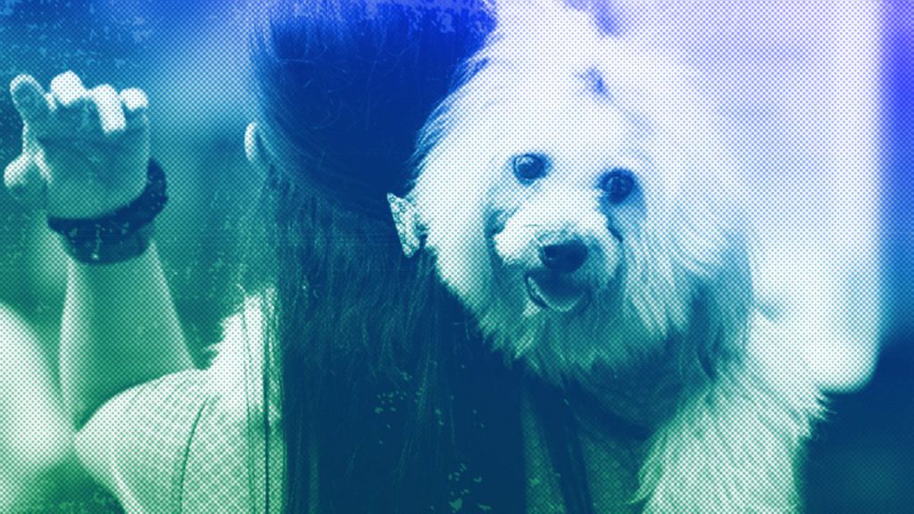 A pet owner carries her dog, a Shi Tzu, in Manila, October 2017