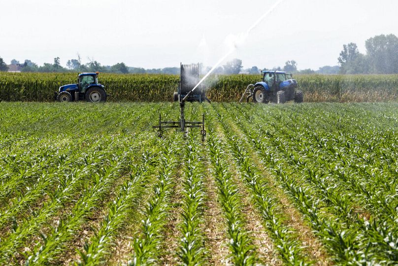 Automatyczny zraszacz podłączony do pompy odwadniającej zwilża pole kukurydzy w Zelo Surrigone, około 30 kilometrów na południe od Mediolanu, lipiec 2022 r.