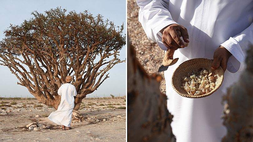 Rząd Omanu nawiązał współpracę z dziedziczną marką Amouage, aby chronić drzewa kadzidłowe w tym kraju.