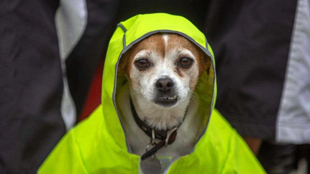 A Jack Russell Terrier wears a raincoat