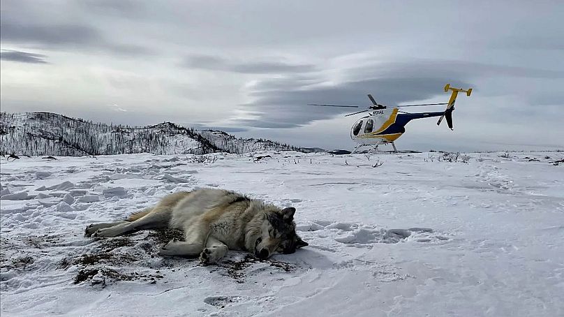 W lutym 2021 r. pracownicy Colorado Parks and Wildlife uspokoili i założyli obrożę GPS samcowi szaremu wilkowi zauważonemu w północno-środkowej części Kolorado ze stada Snake River w Wyoming.