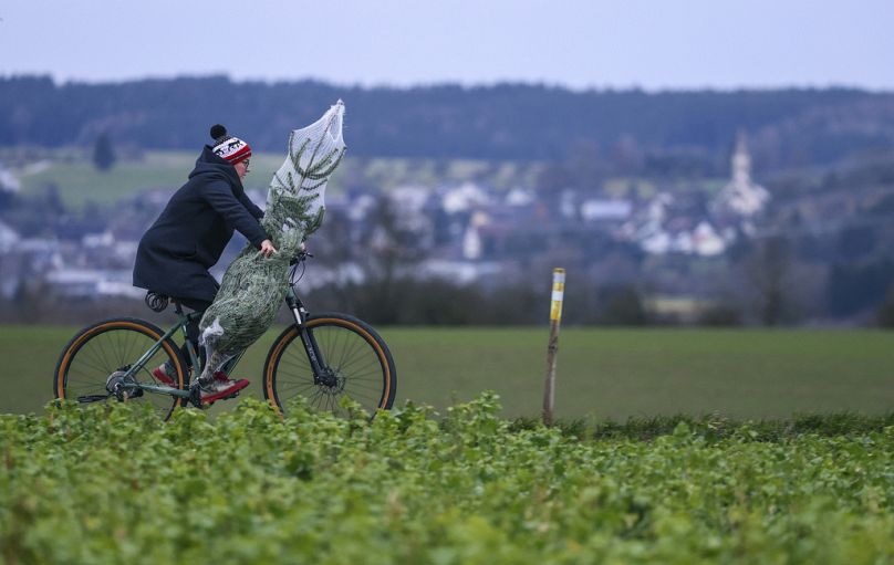 Kobieta jedzie na rowerze z choinką w Wigilię w Ertingen w Niemczech,