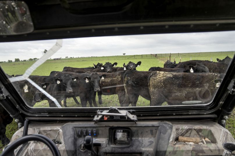 Meredith Ellis codziennie liczy bydło na swoim ranczu w Rosston w Teksasie, kwiecień 2023 r