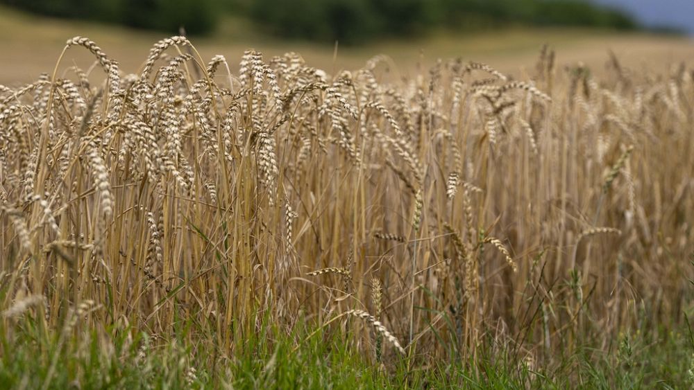 Ministrowie rolnictwa odrzucają kompromis w sprawie reformy przepisów dotyczących upraw GMO