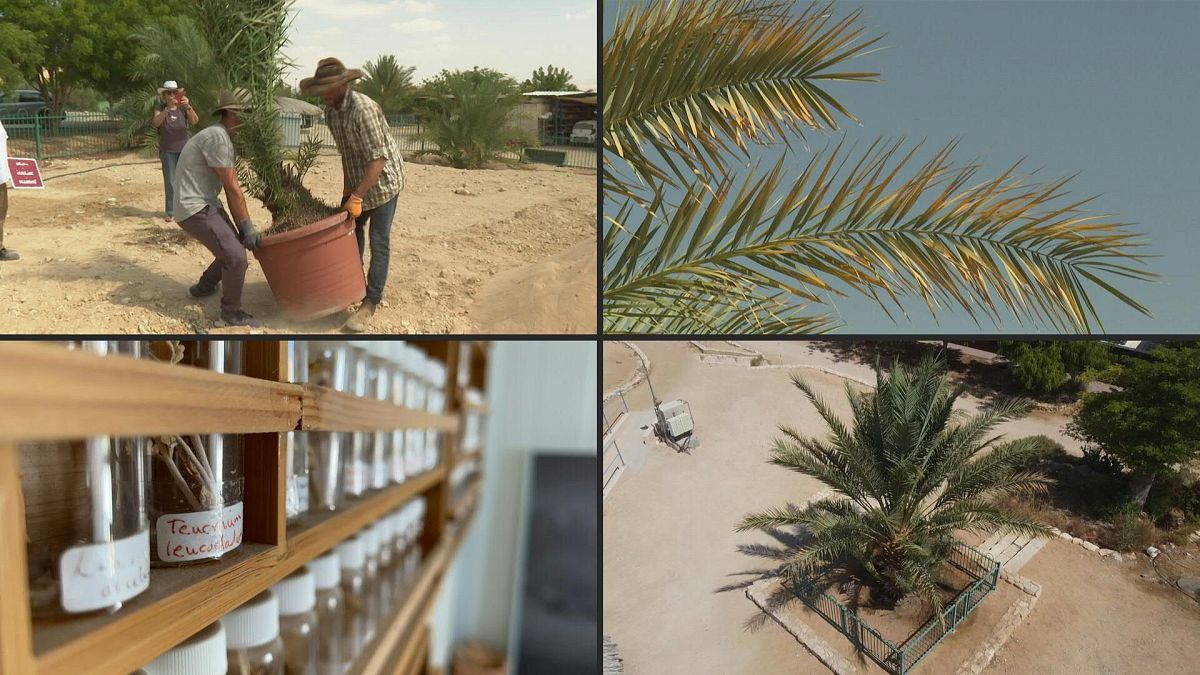 The date palm tree born from a 2000-year-old seed