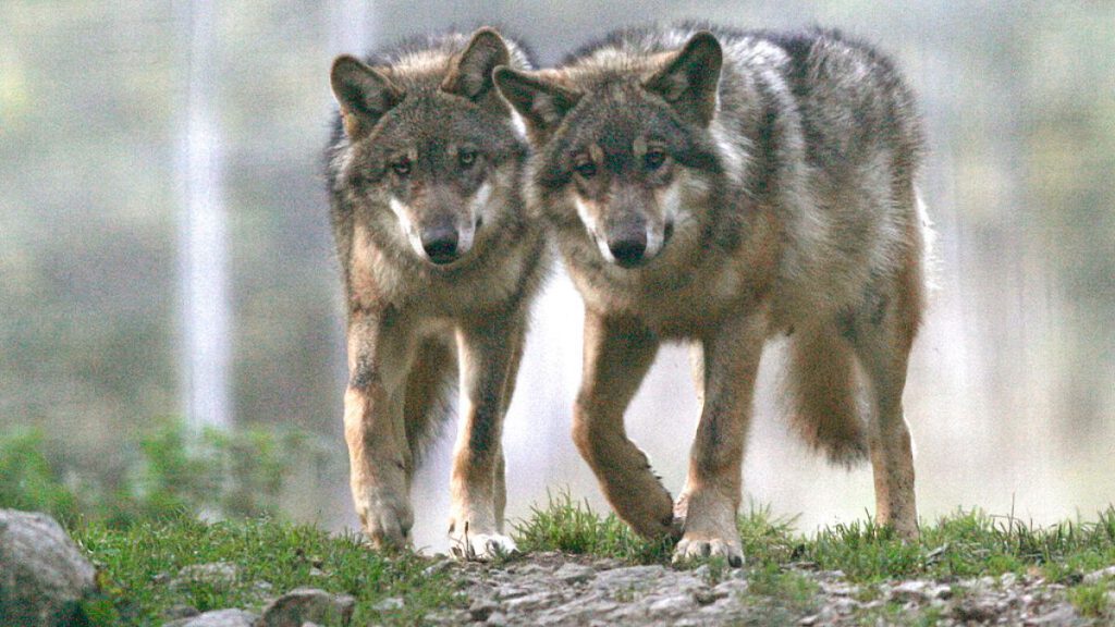 The wolf population of the EU has nearly doubled since 2012, but a proposal to remove its