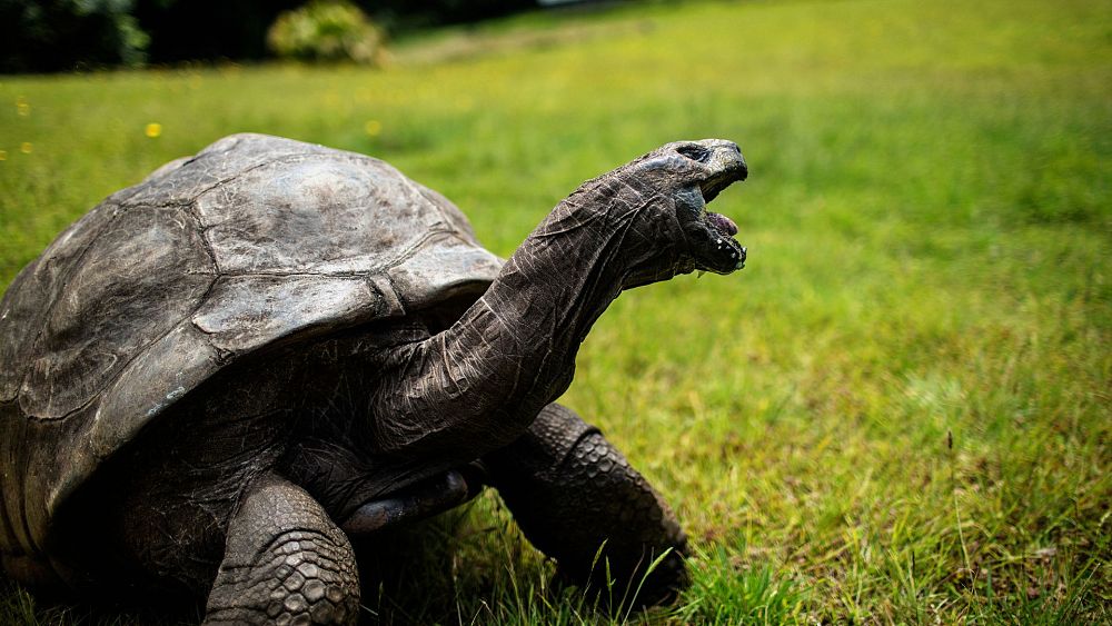 Żółw Jonathan: najstarsze żyjące zwierzę lądowe na świecie obchodzi 191. urodziny