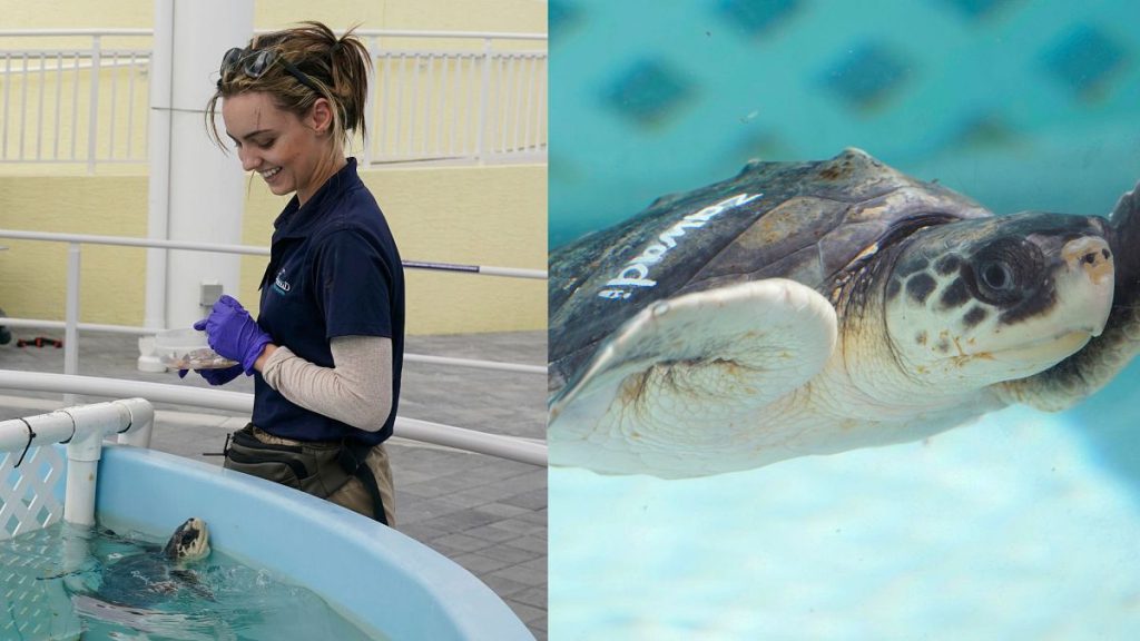 Loggerhead Marinelife Center volunteer Taylor Johnson smiles at "Rudolph" a juvenile Kemp