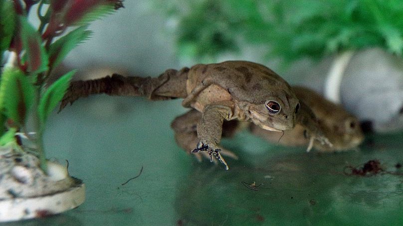 Uwięziona żaba z gatunku Telmatobius Culeus porusza się w szklanym pudełku w zoo Huachipa na obrzeżach Limy, Peru, 6 listopada 2019 r.