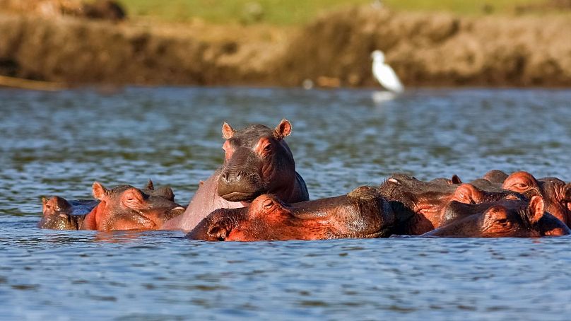 Tłum hipopotamów w Kenii.