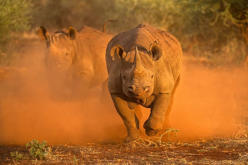 Czarne nosorożce biegające na pełnych obrotach w Republice Południowej Afryki.
