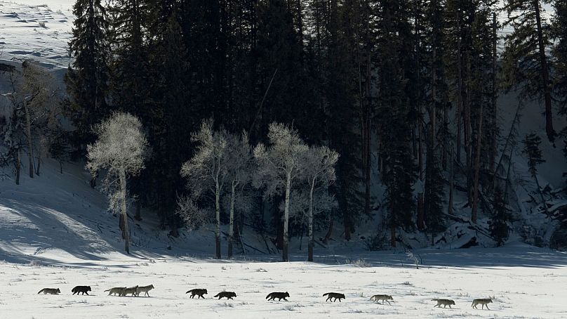 Zimą wypatrz wilki w Yellowstone.