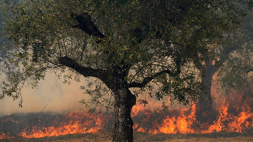 Pożar, który wkrótce dotrze do drzewa oliwnego w Colmeias w Portugalii, 13 lipca 2022 r.