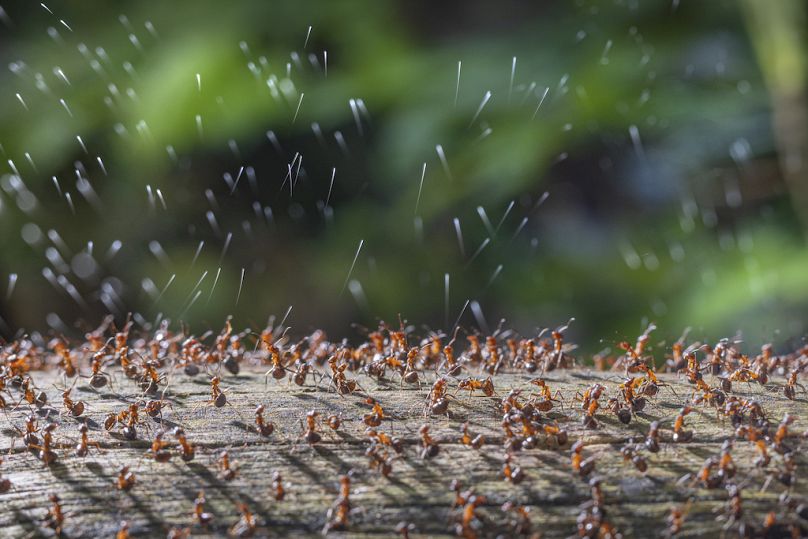 Wydzielanie kwasu przez mrówki leśne autorstwa René Krekelsa