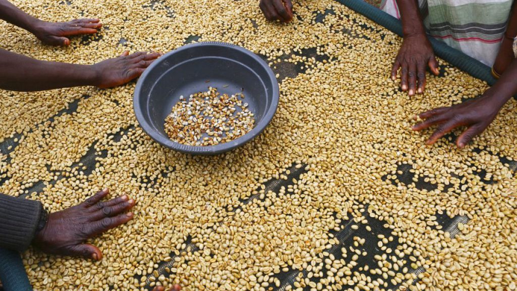 Women sort coffee beans at a coffee plantation in Mount Gorongosa, Mozambique. A weakening global economy is pulling down the prices of energy and farm commodities. Aug. 2019