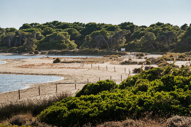 Park Narodowy Albufera należy do Walencji "zielone płuca".