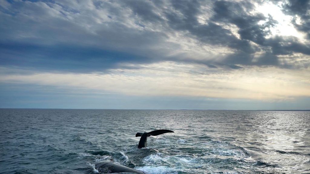 A pair of North Atlantic right whales interact at the surface of Cape Cod Bay.