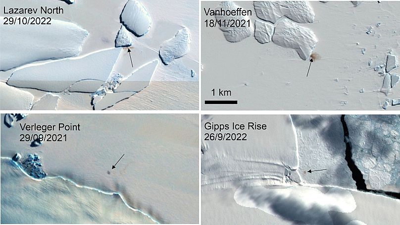 To połączenie zdjęć satelitarnych wykonanych przez British Antarctic Survey w styczniu 2024 r. pokazuje cztery nowe miejsca kolonii pingwinów cesarskich na Antarktydzie.