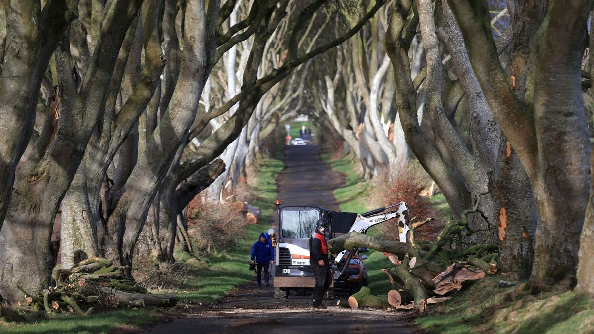 Tree surgeons clear up after a number of trees featured in