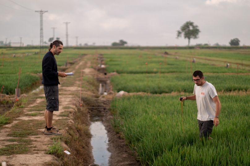 Naukowcy z IRTA dokonują odczytów w obszarze delty rzeki Ebro.