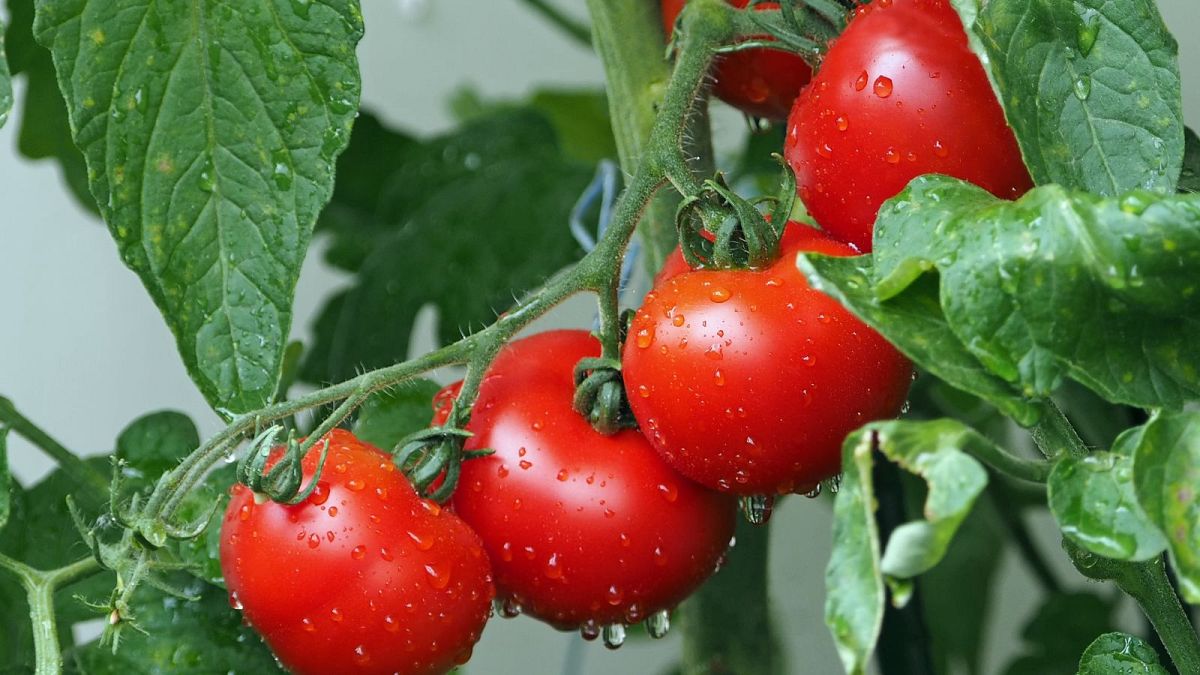 Plants like tomatoes communicate by sending out volatile organic compounds.