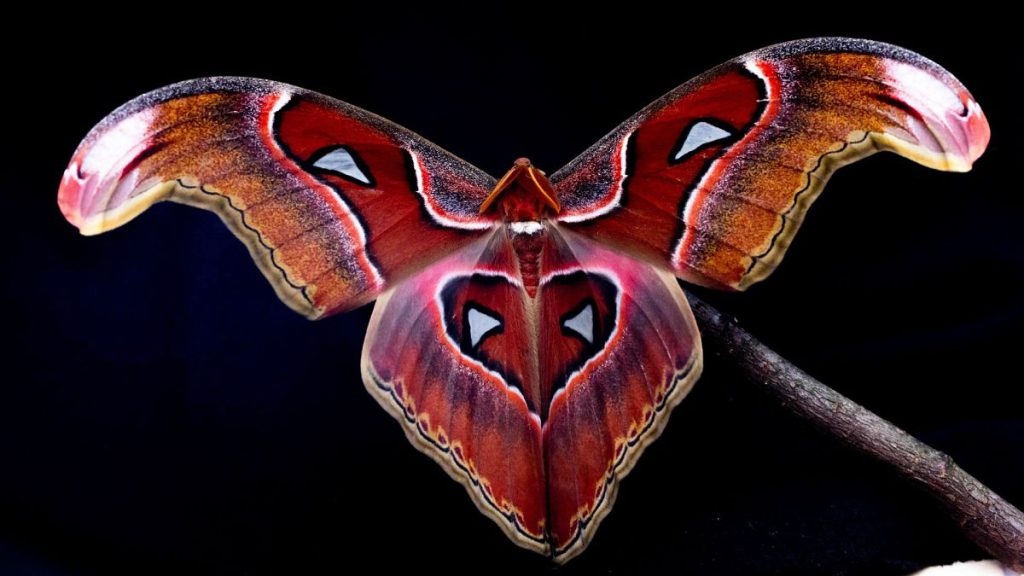 This 2022 photo provided by Samuel Timothy Fabian shows an Atlas moth used to test the interaction of flying insects with artificial light, photographed at ICL.
