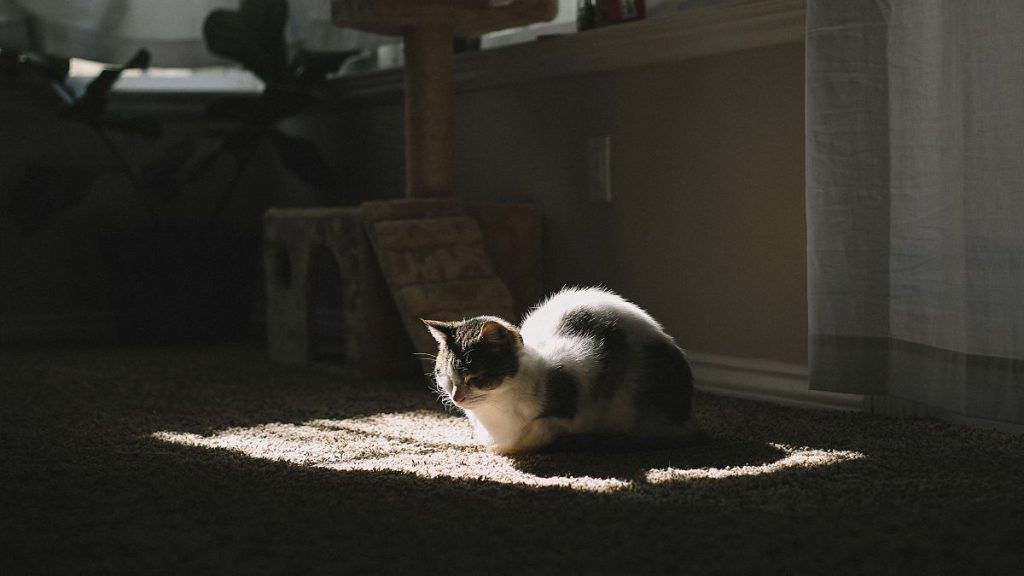 Lanna, a cat of around one year old, was found dead in a rubbish bin in the French city of Lille in July 2023.