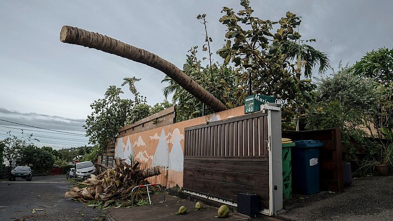 Drzewo upadło na mur w miejscowości La Plaine Saint-Paul na francuskiej wyspie Reunion na Oceanie Indyjskim, 15 stycznia 2024 r.