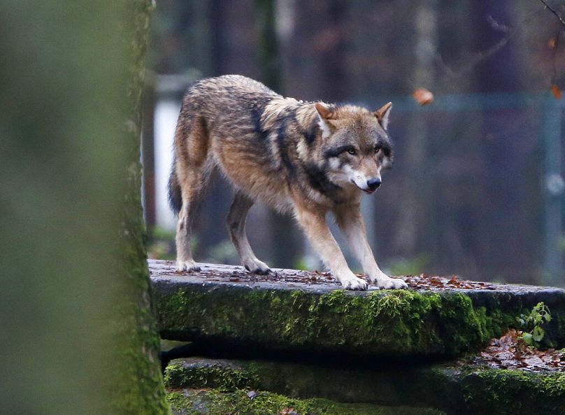 Europejski wilk w parku dzikich zwierząt w Hanau w Niemczech.