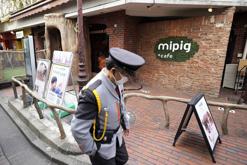 Mipig Café w modnym Harajuku jest jedną z 10 takich kawiarni ze świniami, które operator otworzył w całej Japonii.