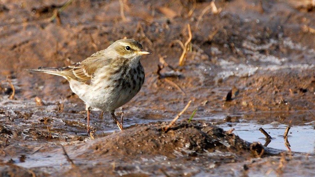 Hundreds more bird species could face extinction in the coming years if we don