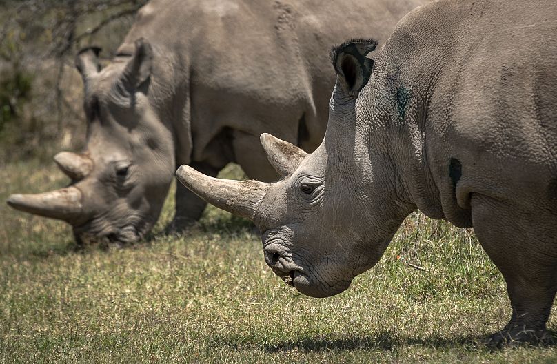 Samice nosorożca białego północnego Fatu po prawej i Najin po lewej.