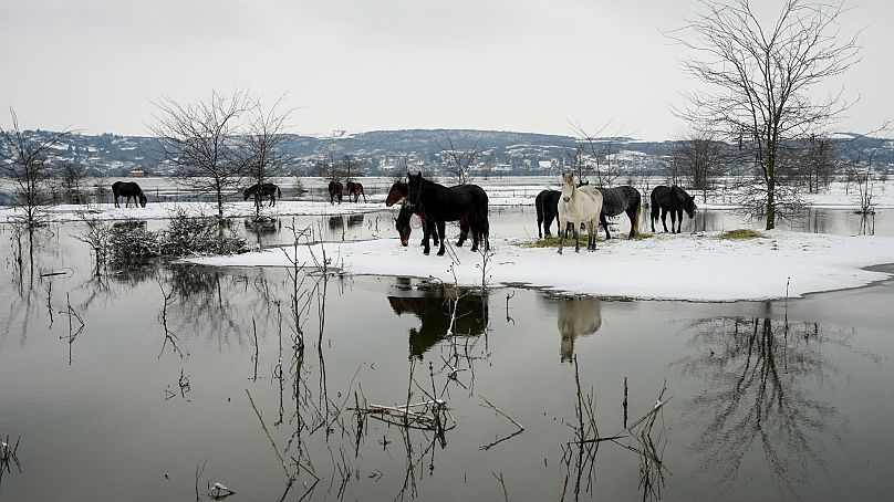 Konie żerują na zalanej wyspie rzecznej Krcedinska Ada na Dunaju, 50 kilometrów na północny zachód od Belgradu, Serbia, 9 stycznia 2024 r.