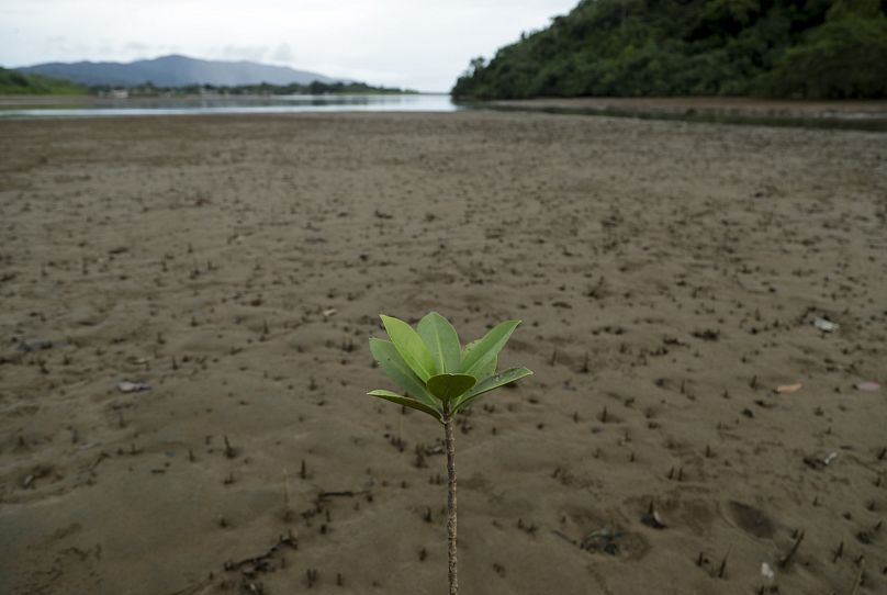 Sadzonka rośnie wysoko na brzegu rzeki w Jaque, w odległej prowincji Darien w południowo-wschodniej Panamie.