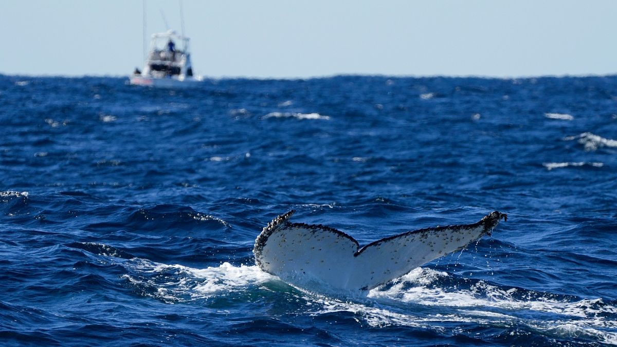 A humpback whale dives off the coast of Port Stephens, Australia.