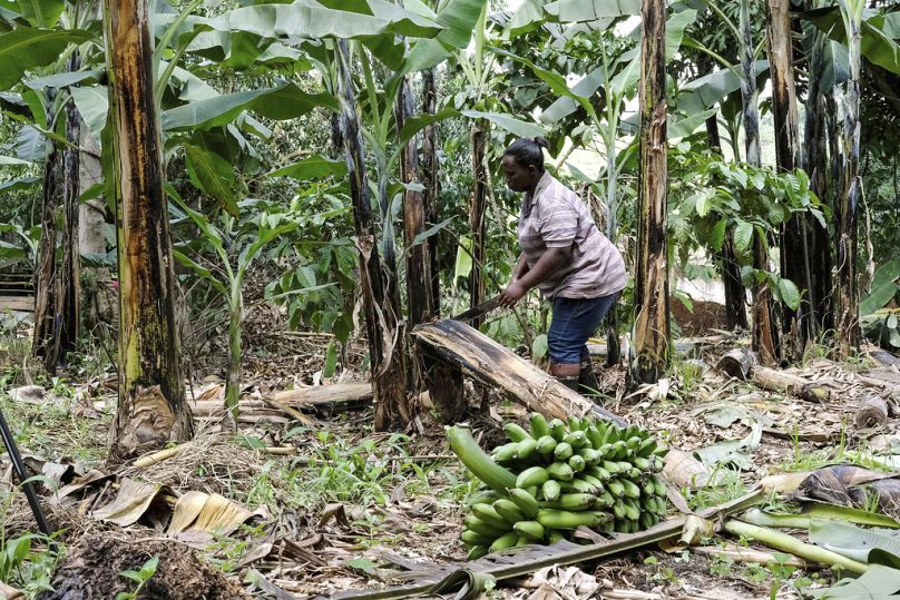 Rolnik ścina bananowca na swoim gospodarstwie w wiosce Kiwenda, Busukuma, Uganda, 2023