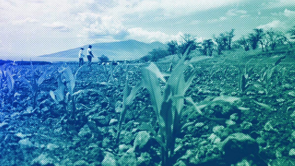 Scientists count corn sprouts in a field of test hybrids in a breeding nursery near Kihei, Hawaii, 2014