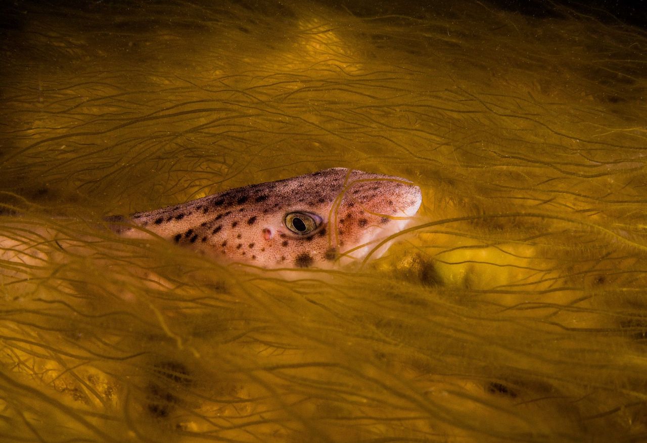 Catshark w Bootlace autorstwa Jonathana Bunkera