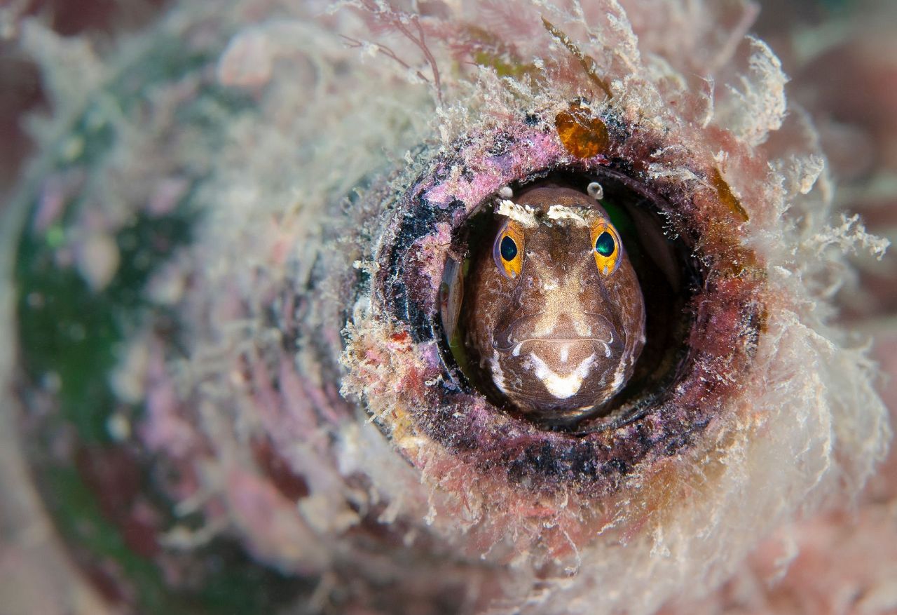 Butelkowane Blenny marki Kirsty Andrews