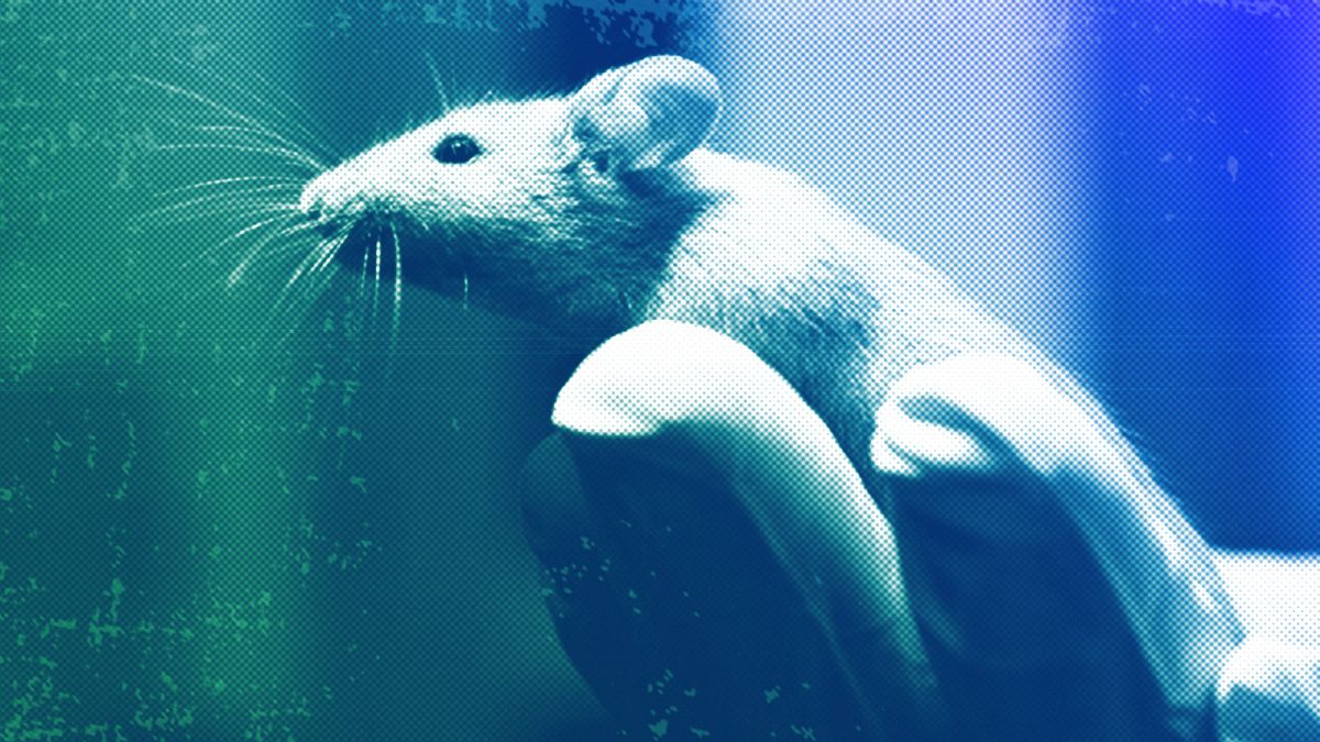 A technician holds a laboratory mouse at a lab in Bar Harbor, January 2006