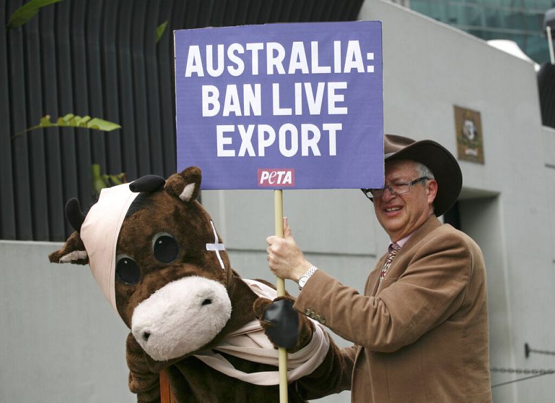 PETA i inni aktywiści – jak ci widoczni na zdjęciu w aktach – od lat walczą z eksportem żywych zwierząt do Australii
