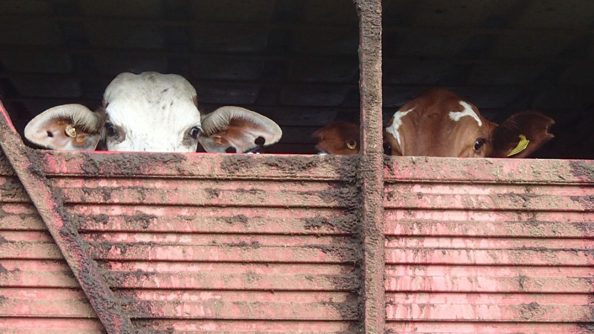 Millions of cattle - like these pictured in this file photo - are moved around the globe by ship on a yearly basis