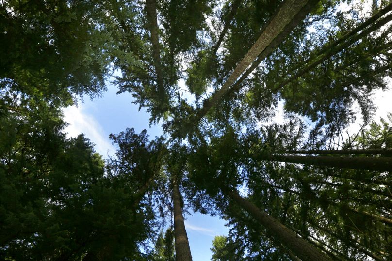 Drzewa rosną na terenach leśnych przylegających do Parku Narodowego Mount Rainier w pobliżu Ashford w stanie Waszyngton, listopad 2015 r