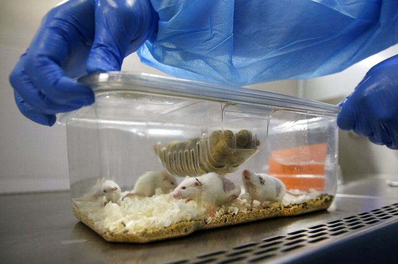 Technik laboratoryjny otwiera plastikową klatkę zawierającą myszy niosące fragmenty guza pacjenta chorego na raka w laboratorium w Baltimore, wrzesień 2014 r.